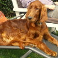 Ierse Setter