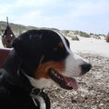Appenzeller Sennenhond