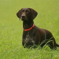 Duitse Staande Hond, Korthaar