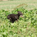 Duitse Staande Hond, Korthaar