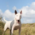 Bull Terrier