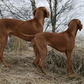 Vizsla (Hongaarse staande hond)