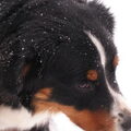 Ja, echt, kword hyper van de sneeuw! Heerlijk vind ik dit, ik ren als een dolle heen en weer. Mijn baasje heeft wel duizend keer geprobeerd een foto van mij te maken maar ik beweeg te veel en ren te hard... het is tot nu toe nog geen 1 keer gelukt!
Poot, Moos