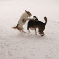 Ravotten in de sneeuw! Een leuke bezigheid is er bijna niet!