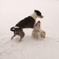 stoeien in in de sneeuw