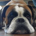 Boxer