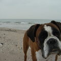 Boxer