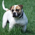 Amerikaanse Bulldog