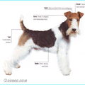 Foxterrier, draadhaar