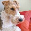 Foxterrier, draadhaar