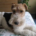 Foxterrier, draadhaar