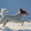 Kooikerhondje