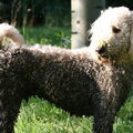 Labradoodle