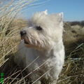 West Highland White Terrier