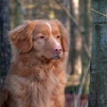 Nova Scotia Duck Tolling Retriever