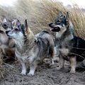 Vastgotaspets