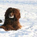 Portugese Waterhond