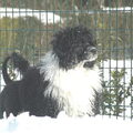 Portugese Waterhond