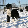 Portugese Waterhond