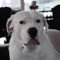 Dogo Argentino