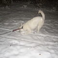 Santi ruikt iets onder de sneeuw.. Altijd maar graven!