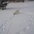 Rondjes rennen met snuit in de sneeuw!!