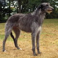 Deerhound