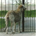Ierse Wolfshond