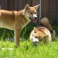 Shiba Inu