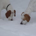 Engelse Pointer