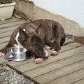 Bull Terrier