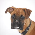 Boxer