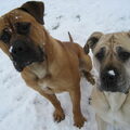 Boerboel