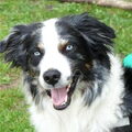 Australian Shepherd