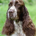 Engelse Springer Spaniel