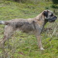 Border Terrier