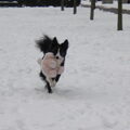 chukkie in de sneeuw