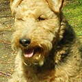 Welsh Terrier