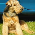 Welsh Terrier