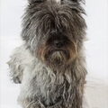 Cairn Terrier