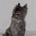 Cairn Terrier