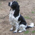 Engelse Springer Spaniel
