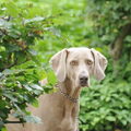 Weimaraner