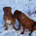 Bordeauxdog