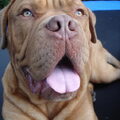 Bordeauxdog