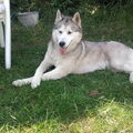 Siberische Husky