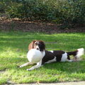 Engelse Springer Spaniel