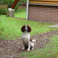 Engelse Springer Spaniel