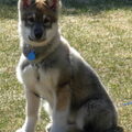 American Indian Dog