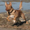 American Indian Dog